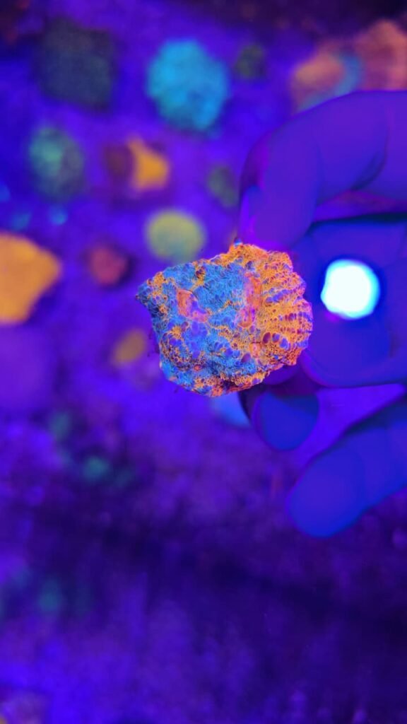Cheese Nugget Chalice Coral