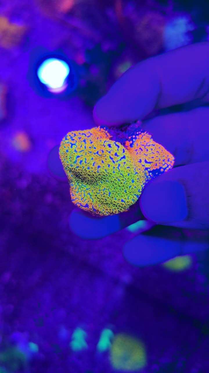 Rainbow Montipora