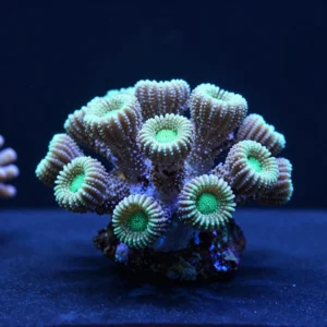 Candy Cane Colony